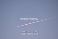 4-27-2025-DUCK-2689