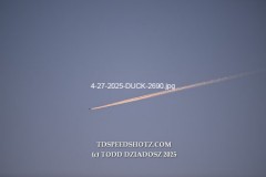 4-27-2025-DUCK-2690