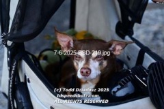7-6-2025-BSD-219